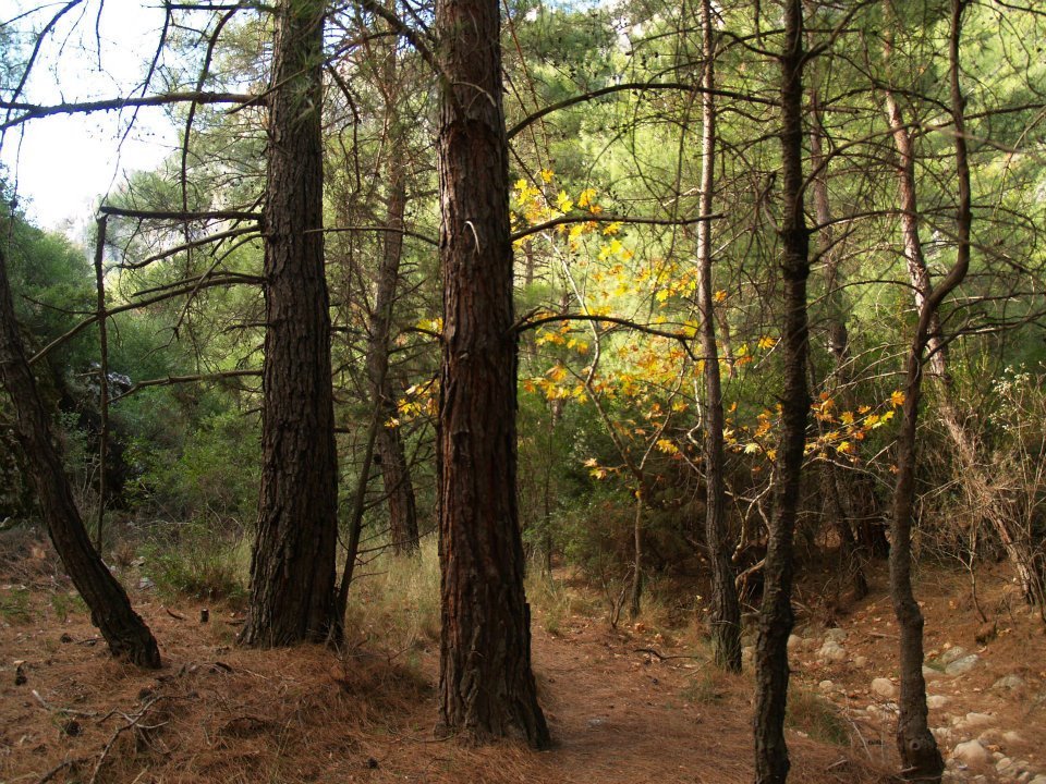 ÃƒÂƒÃ‚ÂƒÃƒÂ‚Ã‚Â–mer'in Objektifinden 050.jpg