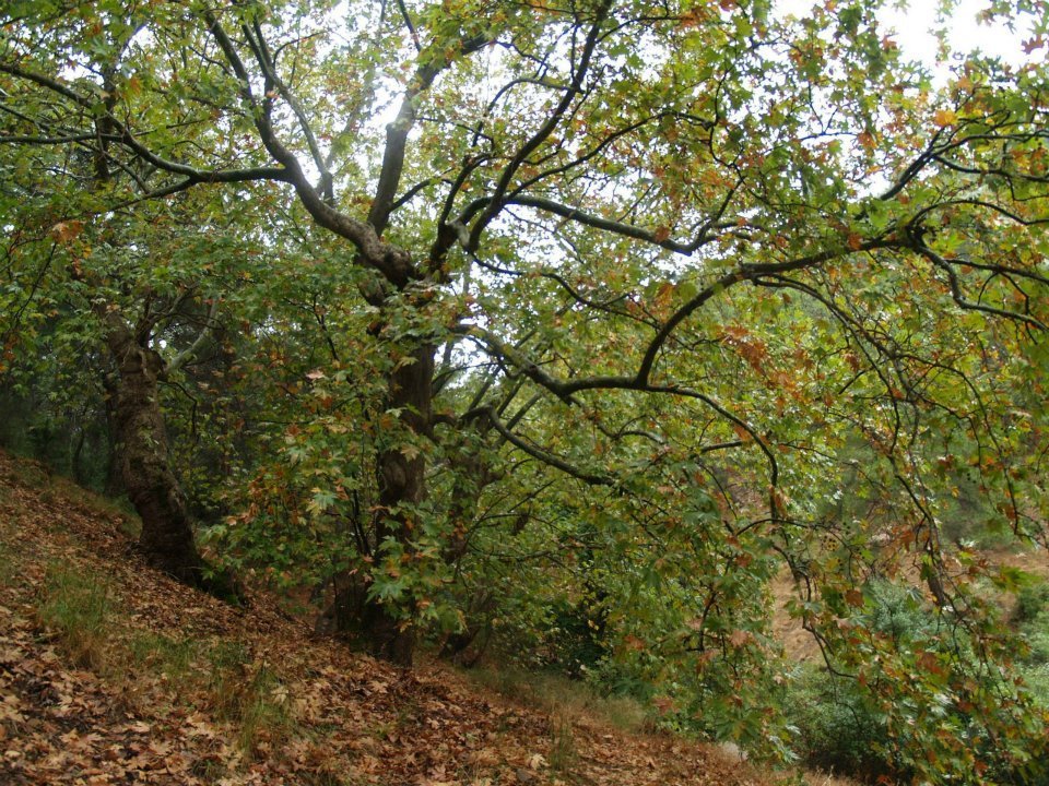 ÃƒÂƒÃ‚ÂƒÃƒÂ‚Ã‚Â–mer'in Objektiften BalÃƒÂƒÃ‚ÂƒÃƒÂ‚Ã‚Â§ova 014.jpg