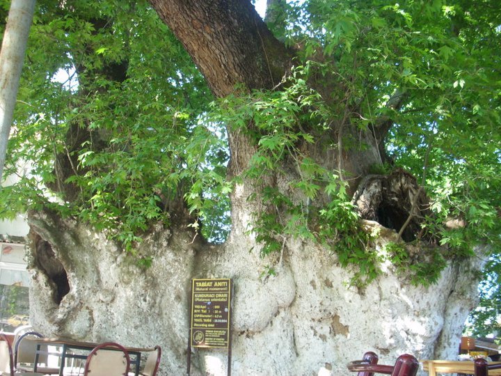 ÃƒÂƒÃ‚ÂƒÃƒÂ‚Ã‚Â–zkan'dan Nif GÃƒÂƒÃ‚ÂƒÃƒÂ‚Ã‚Â¼rlek 15.05.11 - 002.jpg