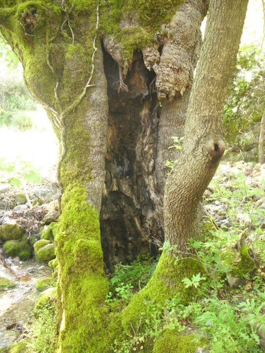 ÃƒÂƒÃ‚ÂƒÃƒÂ‚Ã‚Â–zkan'dan Nif GÃƒÂƒÃ‚ÂƒÃƒÂ‚Ã‚Â¼rlek 15.05.11 - 016.jpg