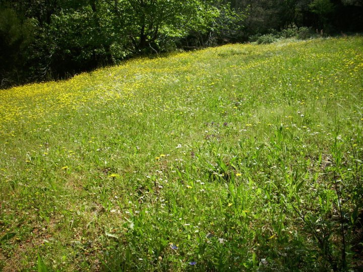 ÃƒÂƒÃ‚ÂƒÃƒÂ‚Ã‚Â–zkan'dan Nif GÃƒÂƒÃ‚ÂƒÃƒÂ‚Ã‚Â¼rlek 15.05.11 - 029.jpg