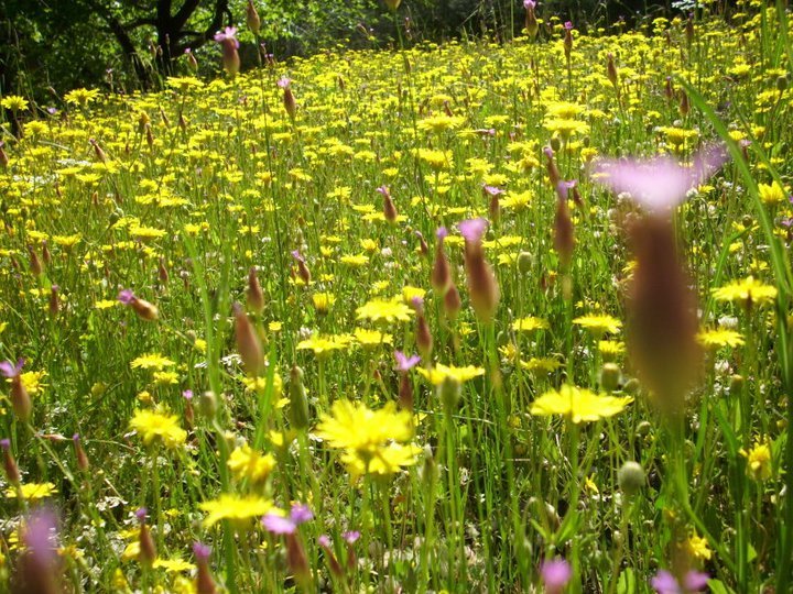 ÃƒÂƒÃ‚ÂƒÃƒÂ‚Ã‚Â–zkan'dan Nif GÃƒÂƒÃ‚ÂƒÃƒÂ‚Ã‚Â¼rlek 15.05.11 - 032.jpg