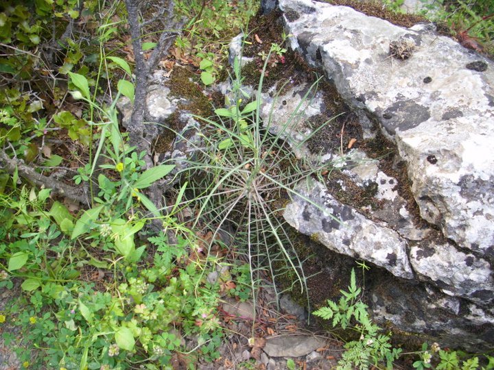 ÃƒÂƒÃ‚ÂƒÃƒÂ‚Ã‚Â–zkan'dan Nif GÃƒÂƒÃ‚ÂƒÃƒÂ‚Ã‚Â¼rlek 15.05.11 - 061.jpg