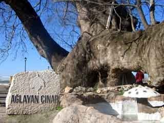 aglayancinar.jpg