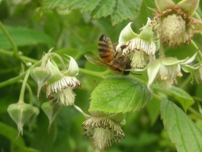 AhududuFramboise.jpg