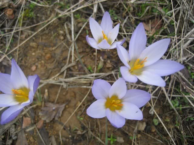 aksak20067.jpg