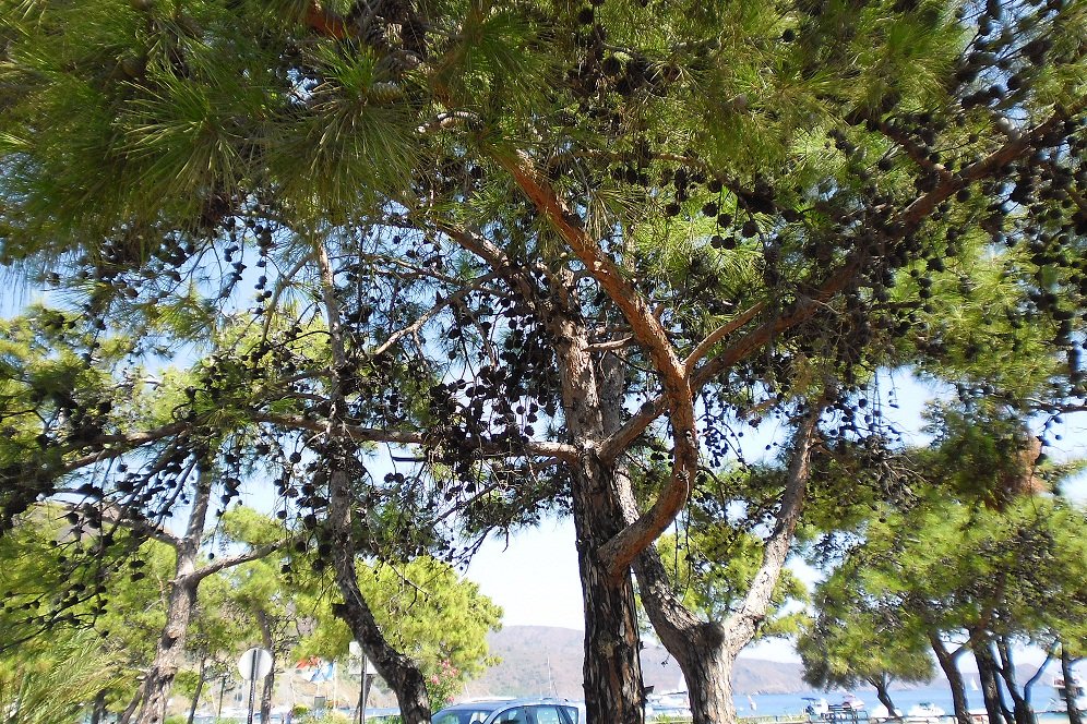 Aktur ÃƒÂƒÃ‚ÂƒÃƒÂ‚Ã‚Â‡amlarÃƒÂƒÃ‚Â„ÃƒÂ‚Ã‚Â±.JPG