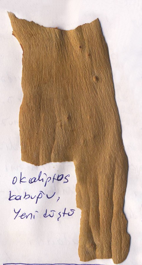 aldAO4.jpg