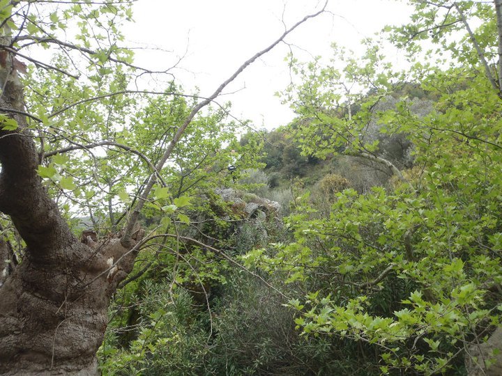 Ali AÃƒÂƒÃ‚Â„ÃƒÂ‚Ã‚ÂŸabeyden 016.jpg