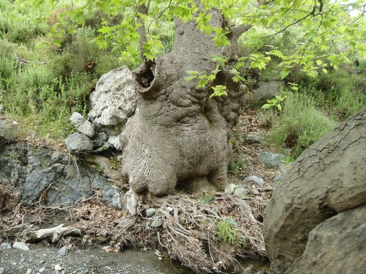 Ali AÃƒÂƒÃ‚Â„ÃƒÂ‚Ã‚ÂŸabeyden 018.jpg