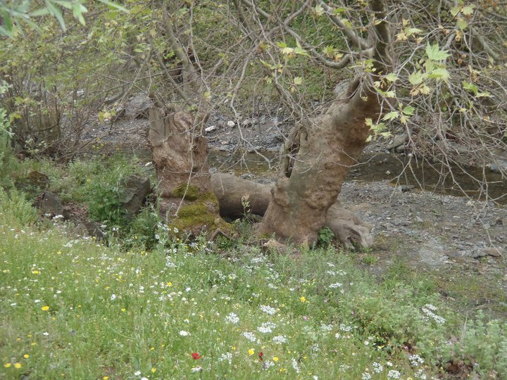 Ali AÃƒÂƒÃ‚Â„ÃƒÂ‚Ã‚ÂŸabeyden 031.jpg