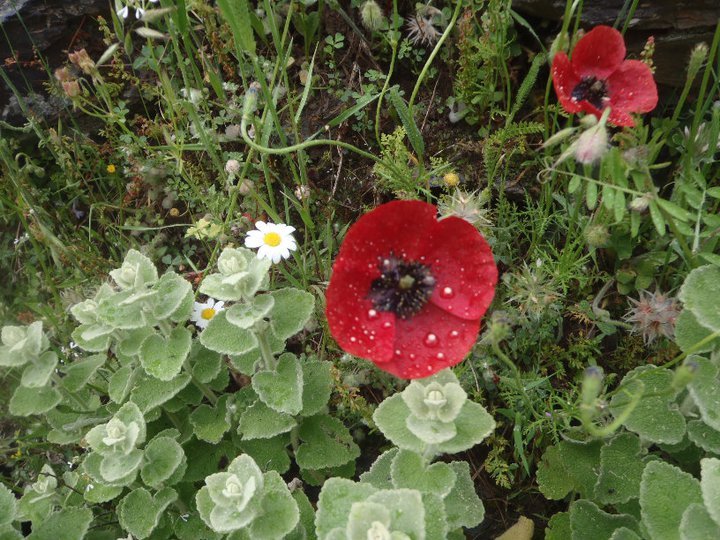 Ali AÃƒÂƒÃ‚Â„ÃƒÂ‚Ã‚ÂŸabeyden 032.jpg