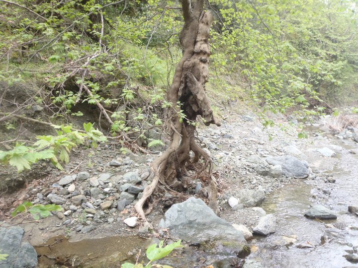 Ali AÃƒÂƒÃ‚Â„ÃƒÂ‚Ã‚ÂŸabeyden 039.jpg