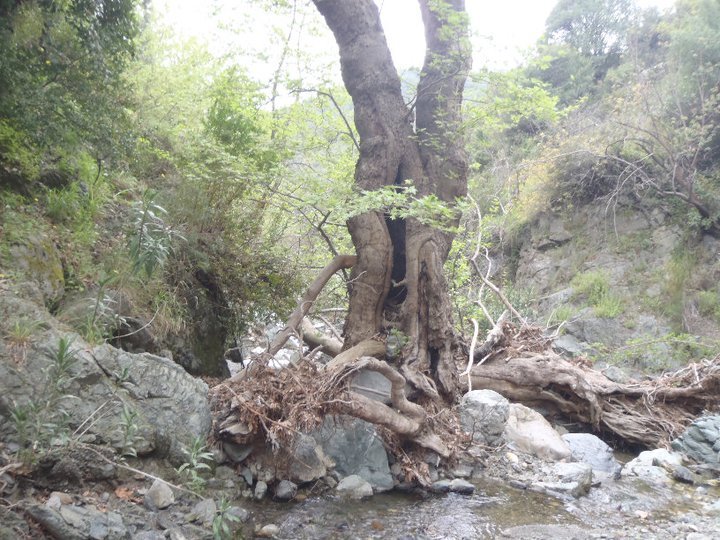 Ali AÃƒÂƒÃ‚Â„ÃƒÂ‚Ã‚ÂŸabeyden 041.jpg