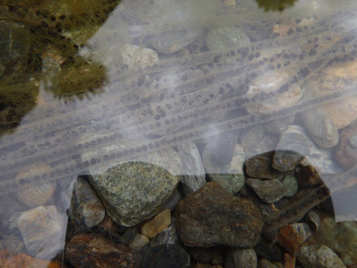 Ali AÃƒÂƒÃ‚Â„ÃƒÂ‚Ã‚ÂŸabeyden 055.jpg