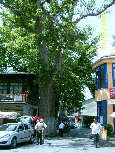 Anadolu KavaÃƒÂƒÃ‚Â„ÃƒÂ‚Ã‚ÂŸÃƒÂƒÃ‚Â„ÃƒÂ‚Ã‚Â±27.jpg