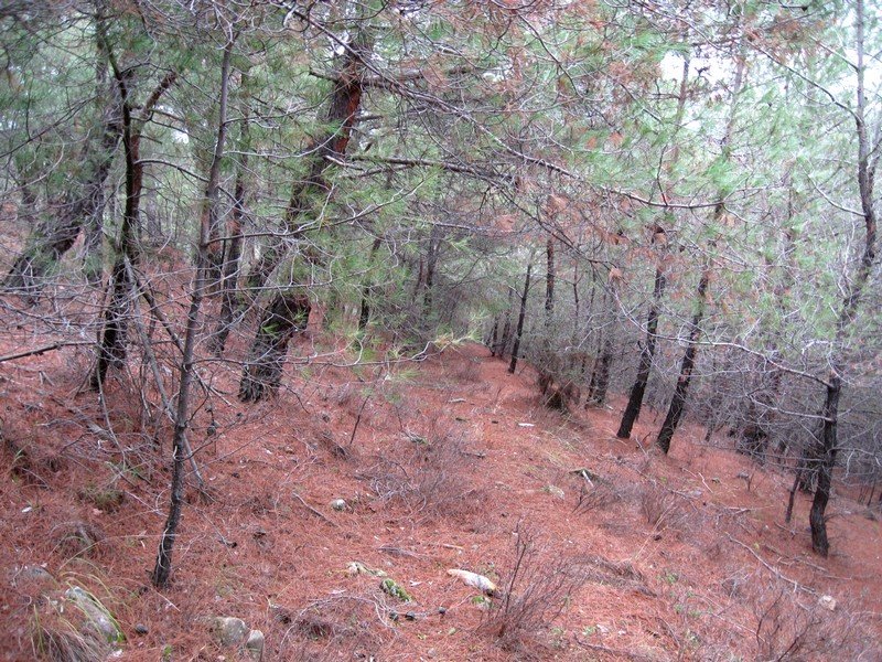 AralÃƒÂƒÃ‚Â„ÃƒÂ‚Ã‚Â±k Fotolar 218.jpg