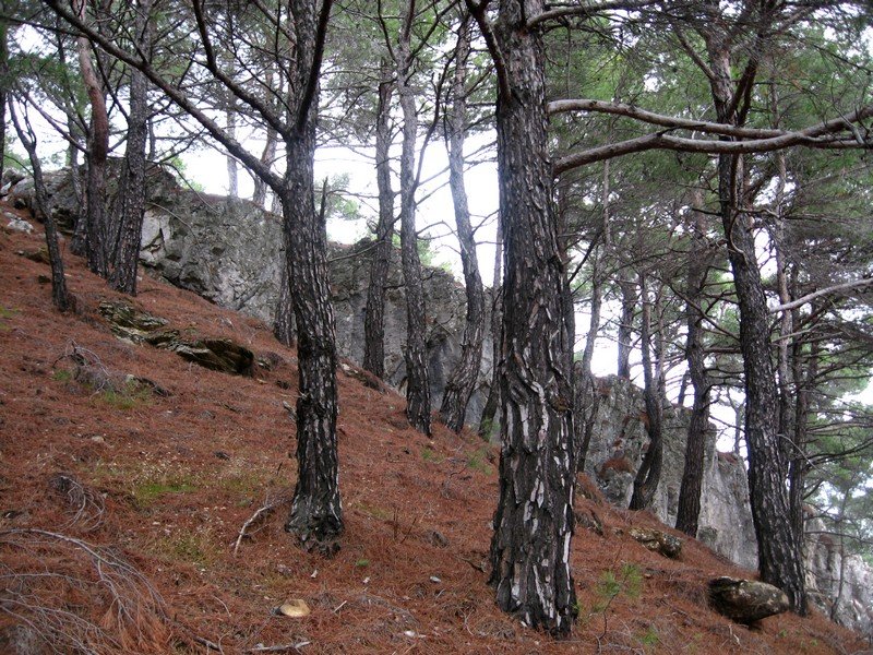 AralÃƒÂƒÃ‚Â„ÃƒÂ‚Ã‚Â±k Fotolar 221.jpg