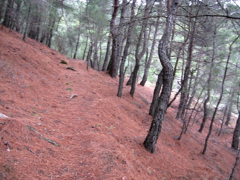AralÃƒÂƒÃ‚Â„ÃƒÂ‚Ã‚Â±k Fotolar 245.jpg