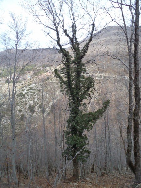 ARALIK 18.2011GÜMÜ?OLUK (97) [1600x1200] [800x600].JPG