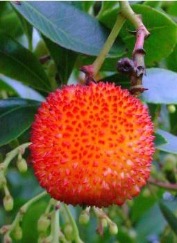 arbutus unedo3.jpg
