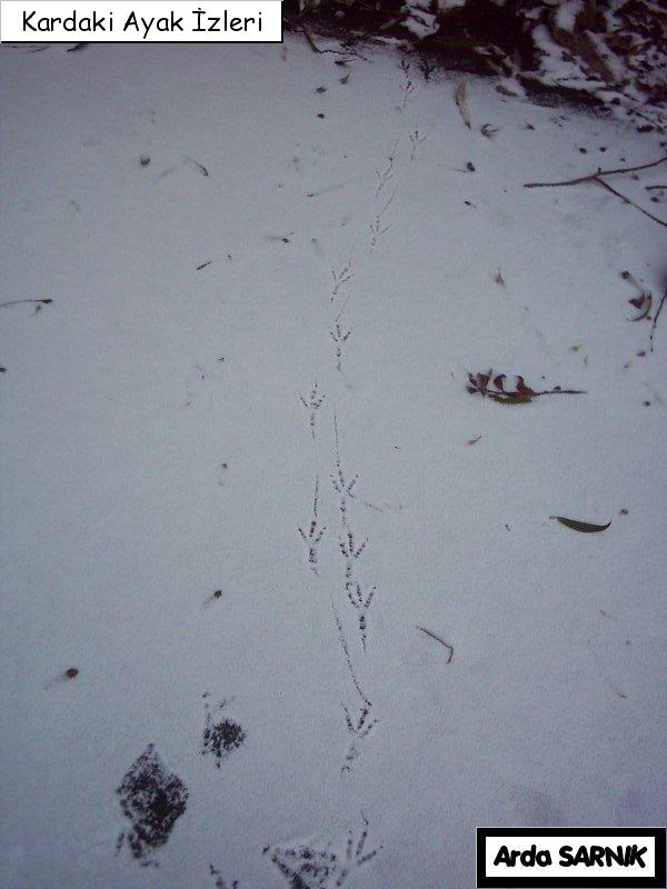 ArdaSARNIKDogaveKisMevsimi16.jpg