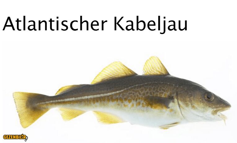 Atlantik Morina (Kabeljau-Dorsch).PNG