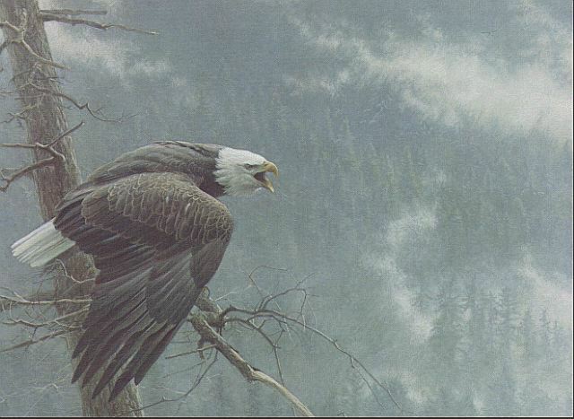 audubonve8.jpg