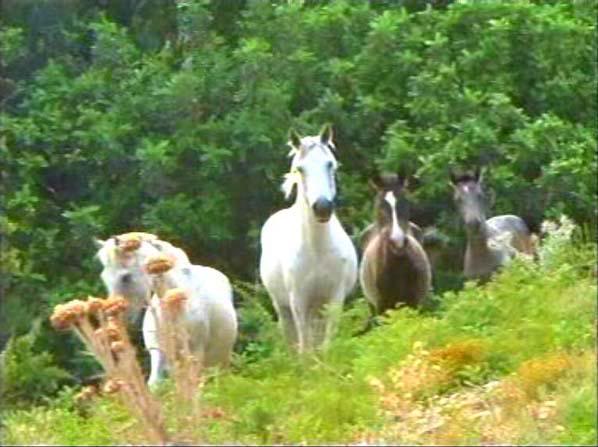 aydn-milli-yaban-atlari.jpg