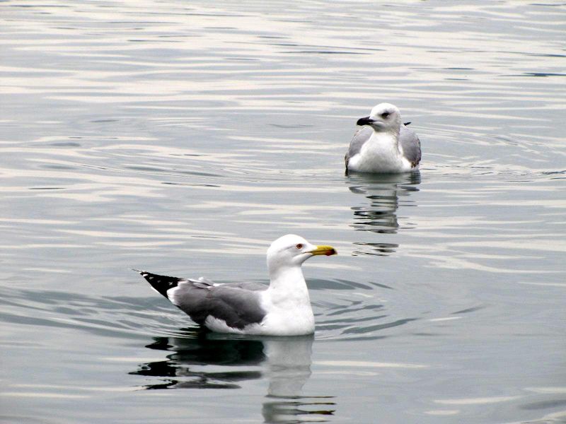 Ayvalik 209.jpg