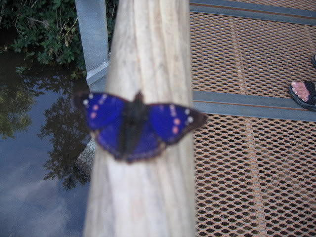 B-Iguazu035.jpg