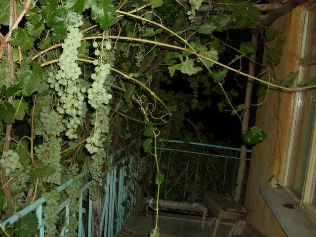 baÃƒÂƒÃ‚Â„ÃƒÂ‚Ã‚ÂŸ.jpg