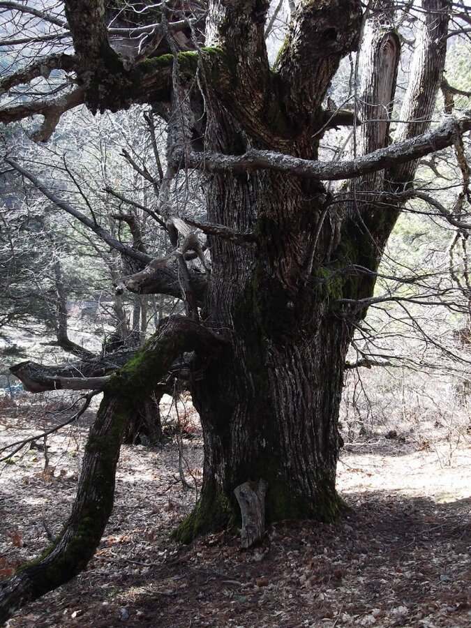 BaÃƒÂƒÃ‚Â„ÃƒÂ‚Ã‚ÂŸyurdu DededaÃƒÂƒÃ‚Â„ÃƒÂ‚Ã‚ÂŸ (05 ÃƒÂƒÃ‚Â…ÃƒÂ‚Ã‚Âžubat 2012)  00045.jpg