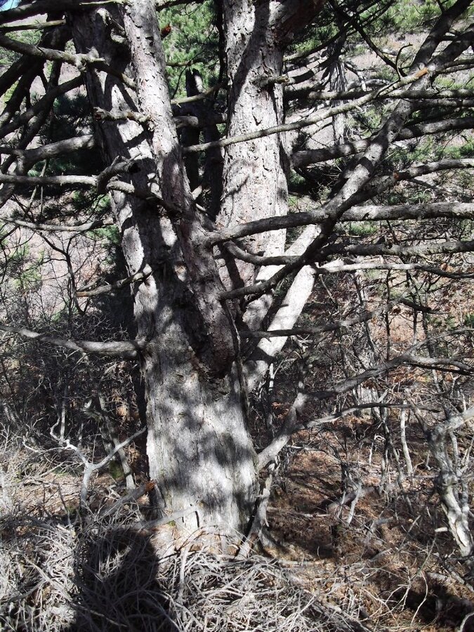 BaÃƒÂƒÃ‚Â„ÃƒÂ‚Ã‚ÂŸyurdu DededaÃƒÂƒÃ‚Â„ÃƒÂ‚Ã‚ÂŸ (05 ÃƒÂƒÃ‚Â…ÃƒÂ‚Ã‚Âžubat 2012)  00048.jpg