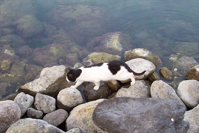 BalÃƒÂƒÃ‚Â„ÃƒÂ‚Ã‚Â±k avÃƒÂƒÃ‚Â„ÃƒÂ‚Ã‚Â±.jpg