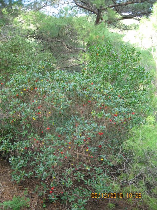 BalÃƒÂƒÃ‚ÂƒÃƒÂ‚Ã‚Â§ova - Baraj 05.12.2010 015.jpg