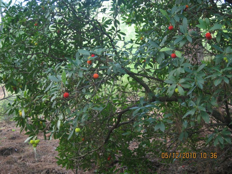 BalÃƒÂƒÃ‚ÂƒÃƒÂ‚Ã‚Â§ova - Baraj 05.12.2010 016.jpg