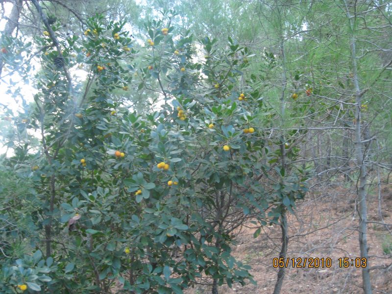 BalÃƒÂƒÃ‚ÂƒÃƒÂ‚Ã‚Â§ova - Baraj 05.12.2010 050.jpg