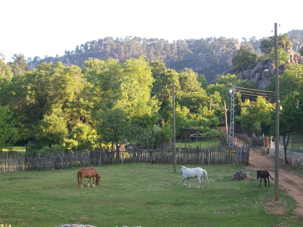 BALLIBUCAK 055.jpg