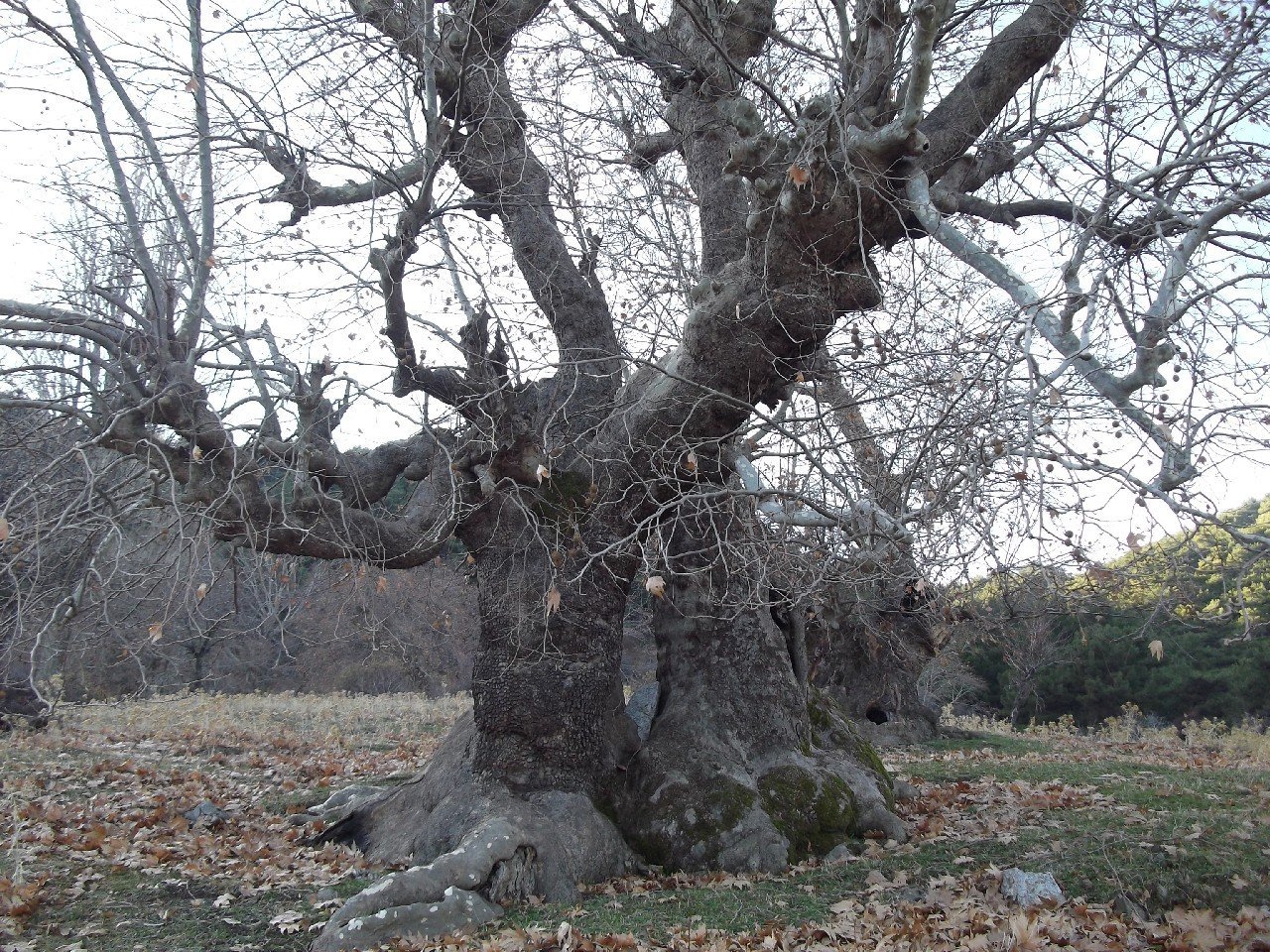 Baraj-BeyoÃƒÂƒÃ‚Â„ÃƒÂ‚Ã‚ÂŸlu-Behzat (3B) (11 AralÃƒÂƒÃ‚Â„ÃƒÂ‚Ã‚Â±k 2011) 00049.jpg