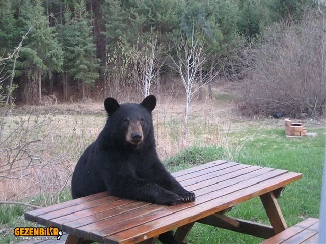 Bear_Table.jpg