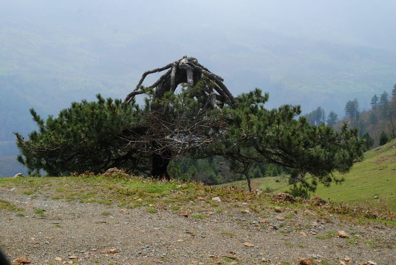 bircankarapÃƒÂƒÃ‚ÂƒÃƒÂ‚Ã‚Â¼rÃƒÂƒÃ‚ÂƒÃƒÂ‚Ã‚Â§ekgeyve (73).jpg