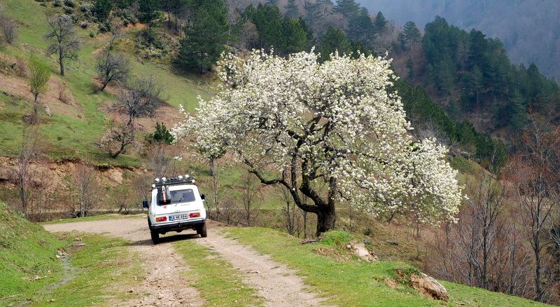 bircankarapÃƒÂƒÃ‚ÂƒÃƒÂ‚Ã‚Â¼rÃƒÂƒÃ‚ÂƒÃƒÂ‚Ã‚Â§ekgeyve (78).jpg