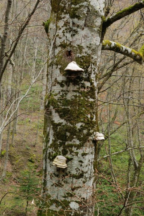 bircankarapÃƒÂƒÃ‚ÂƒÃƒÂ‚Ã‚Â¼rÃƒÂƒÃ‚ÂƒÃƒÂ‚Ã‚Â§ekgeyve (81).jpg