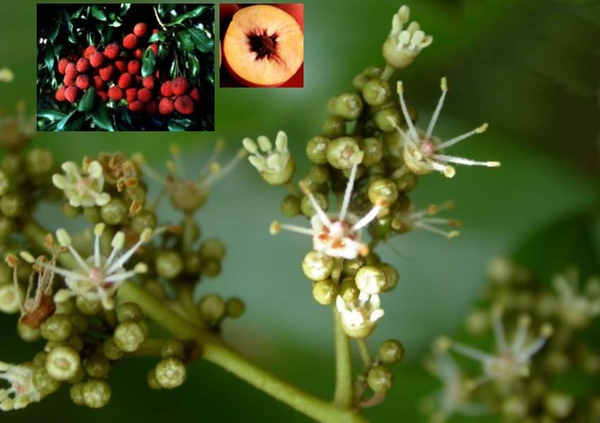 BirCesitCamLitchi.jpg