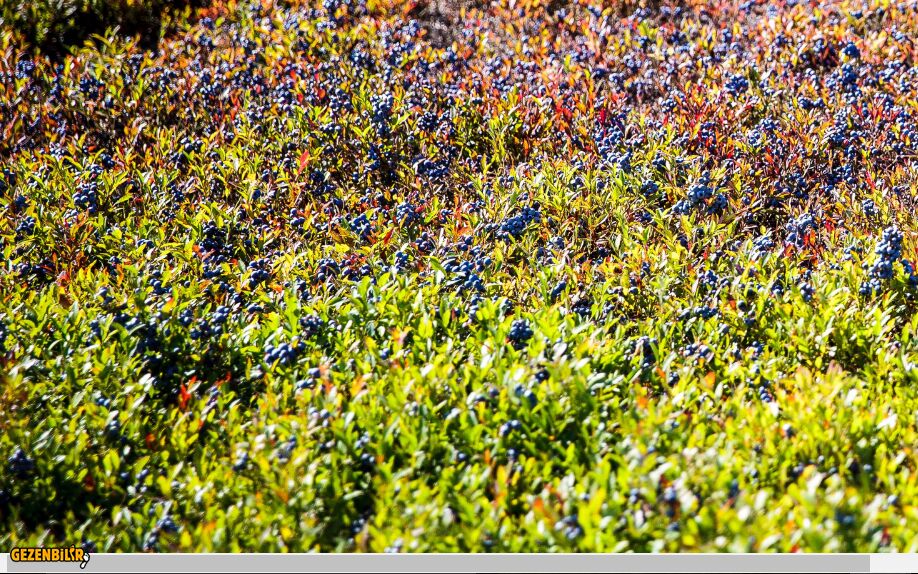 Blaubeer.PNG