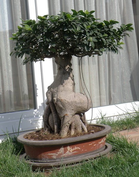 Bonsai