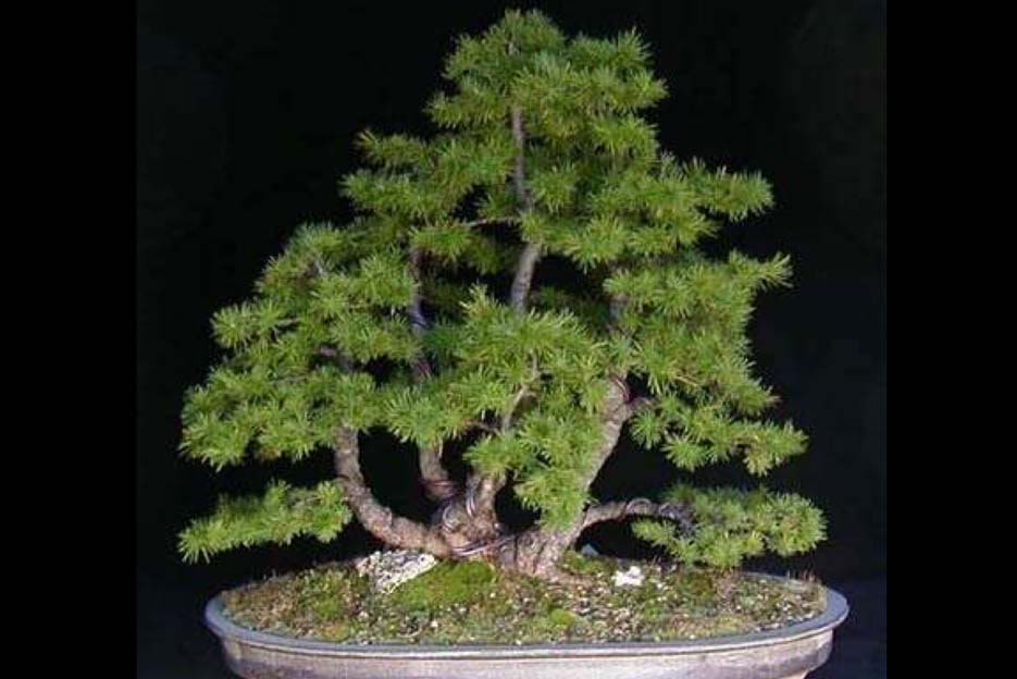 Bonsai07