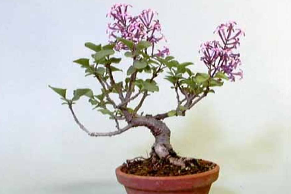Bonsai12.jpg