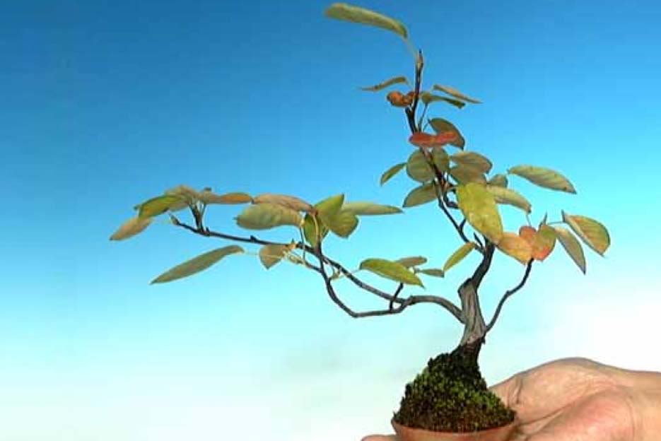 Bonsai14.jpg